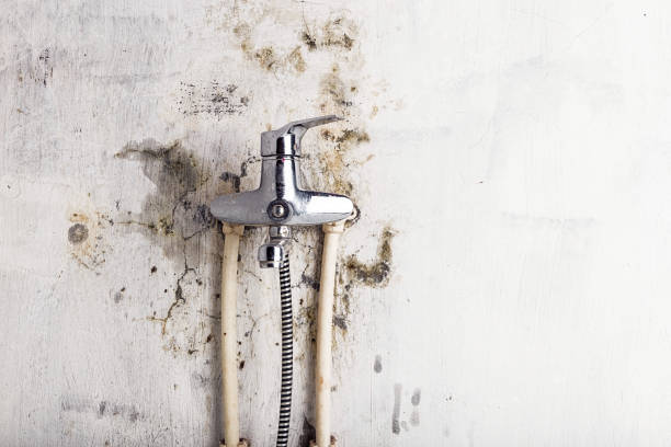 Best Commercial Mold Remediation in Wood Village, OR