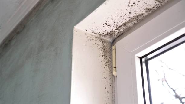 Best HVAC Mold Remediation in Wood Village, OR