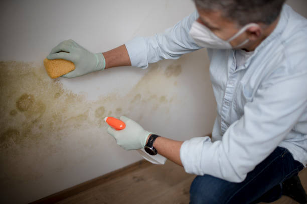Best Bathroom Mold Remediation in Wood Village, OR