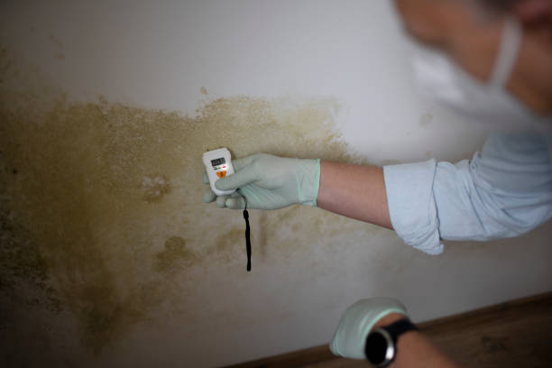 Best Mold Remediation for Schools in Wood Village, OR
