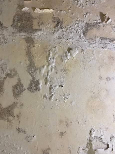 Best Mold Remediation for Schools in Wood Village, OR