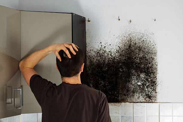 Best Residential Mold Remediation in Wood Village, OR