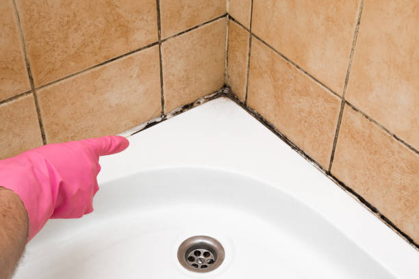 Best Basement Mold Remediation in Wood Village, OR
